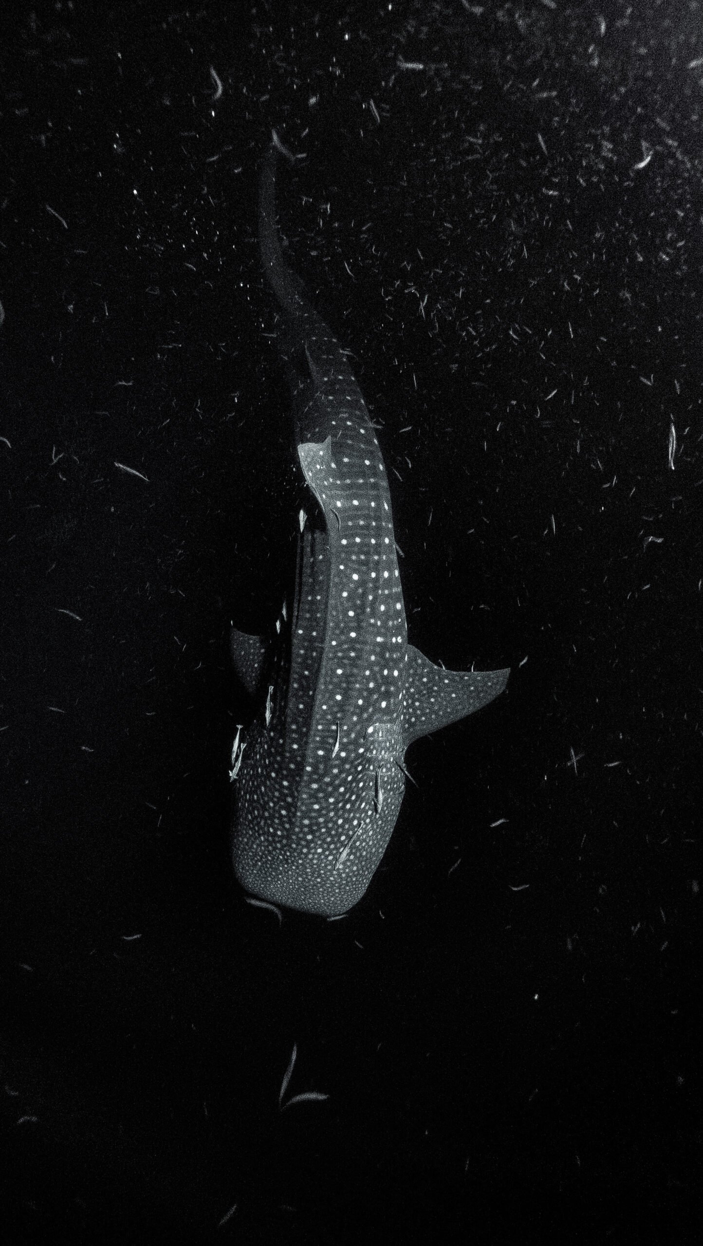 dsm whaleshark